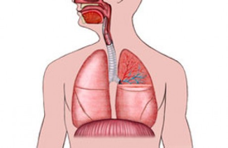 מה הקשר בין הסרעפת שלך ובין איך שאתה מרגיש?